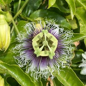 Meet your Posher, Inez